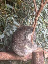호주 코알라 🐨