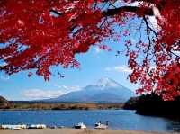 富士山山中湖‐紅葉配上富士山真的太美太出片了！！🤩