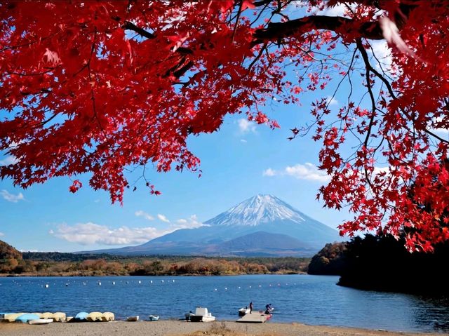 富士山山中湖‐紅葉配上富士山真的太美太出片了！！🤩