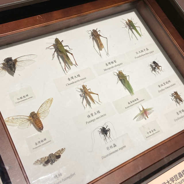  鳴蟲之聲—細聽自然的藝術與文化