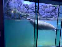 橫濱八景島海島樂園——與活力滿滿的海洋生物相遇！