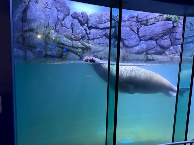 橫濱八景島海島樂園——與活力滿滿的海洋生物相遇！