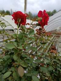 From Peak to Plate: Experience the Genting Strawberry Harvest