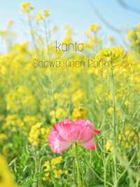 菜の花が見れるおすすめスポット！