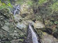 國頭郡山原森林--位於沖繩島北部的自然瑰寶 
