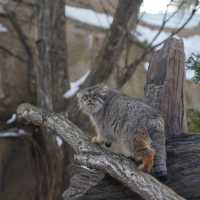 江戶川區自然動物園：在動物世界裡玩得不亦樂乎！ 🐘🐨🐅