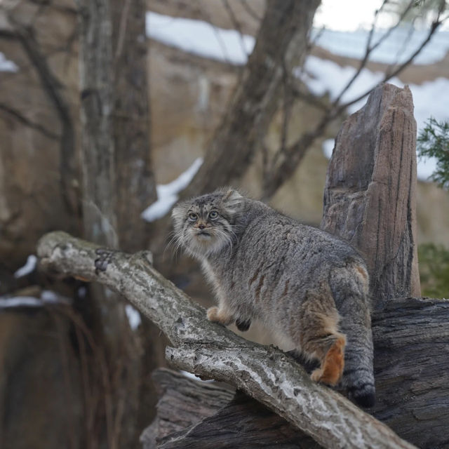 江戶川區自然動物園：在動物世界裡玩得不亦樂乎！ 🐘🐨🐅