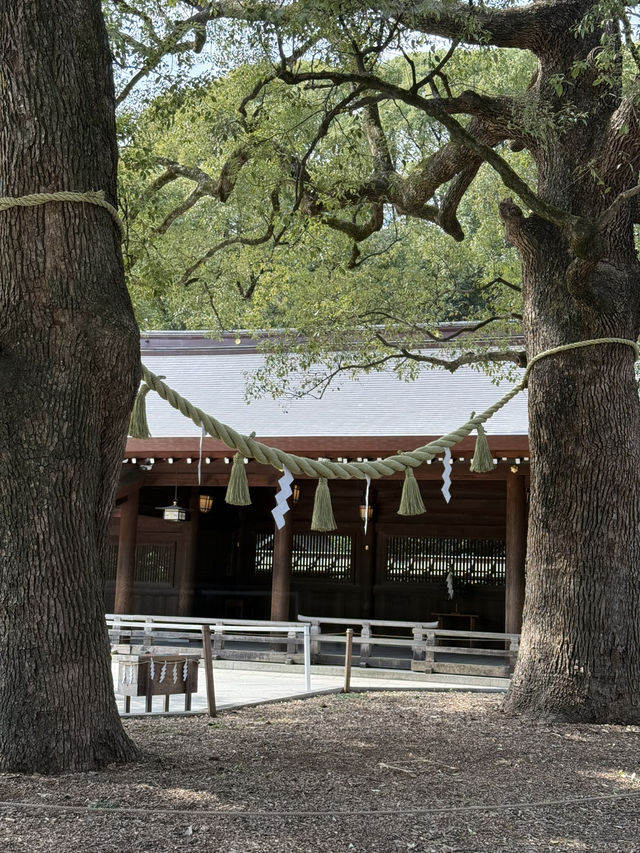 The Perfect Stroll: Meiji Jingu & Jingu Gaien