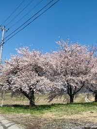 Kannonji River ซากุระริมน้ำสุดโรแมนติกแห่งฟุคุชิมะ