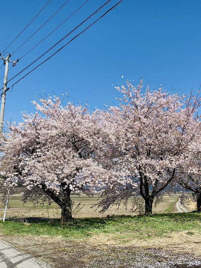 Kannonji River ซากุระริมน้ำสุดโรแมนติกแห่งฟุคุชิมะ