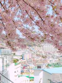 부산을 내려다 볼 수 있는 산복도로의 벚꽃🌸