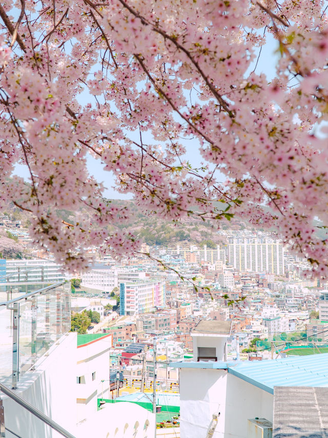 부산을 내려다 볼 수 있는 산복도로의 벚꽃🌸