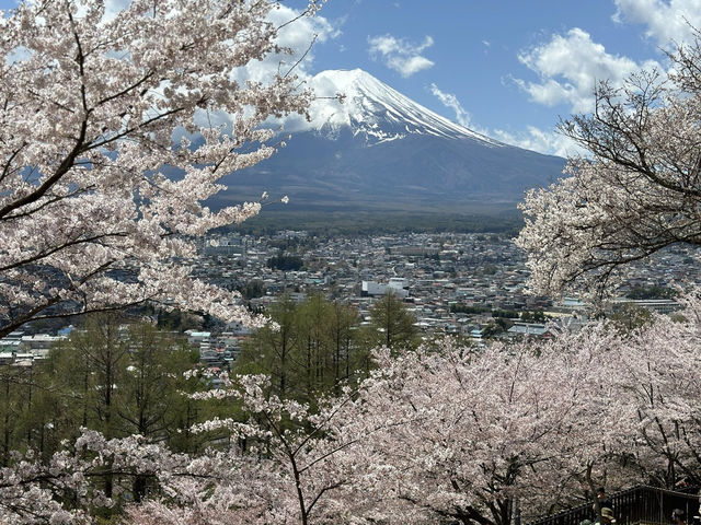  東京至淺間公園之旅：富士山與櫻花的完美配合