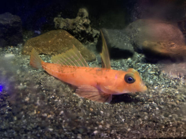 【静岡・沼津】沼津深海水族館🌊