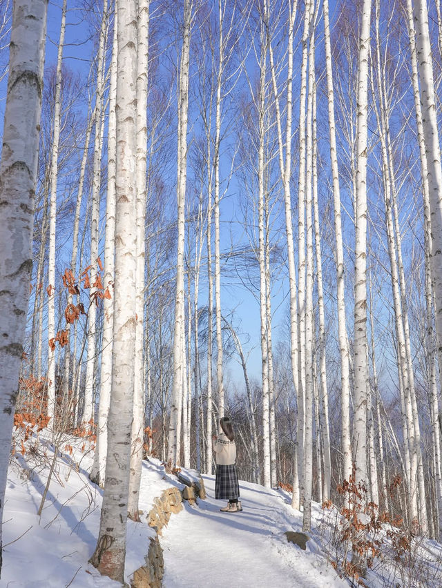 흰 빛깔 눈밭 위 새하얀 자작나무들이 속삭이는 숲❄️🤍