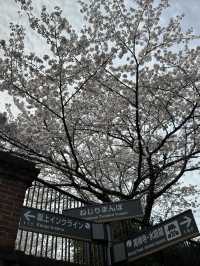 京都蹴上鐵道的櫻花奇蹟 🌸✨
