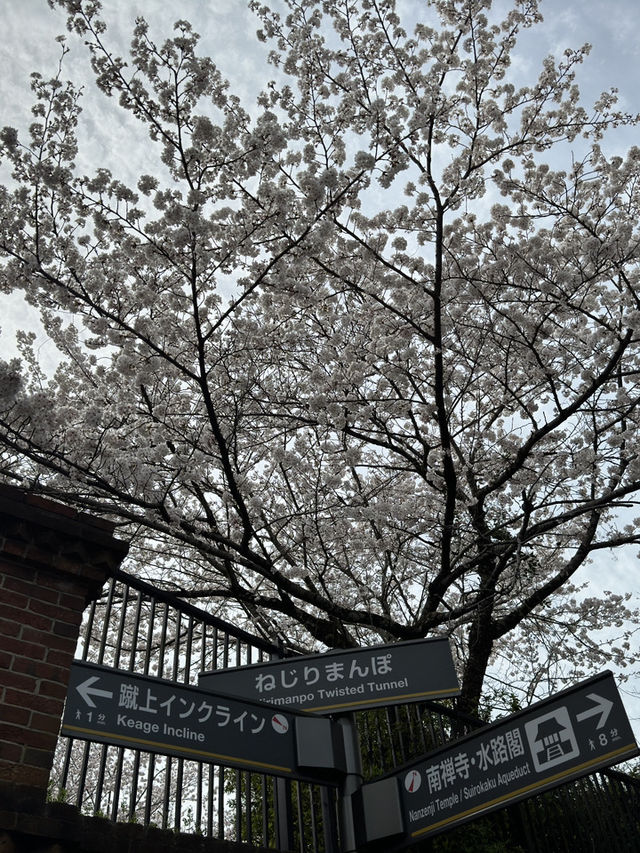 京都蹴上鐵道的櫻花奇蹟 🌸✨