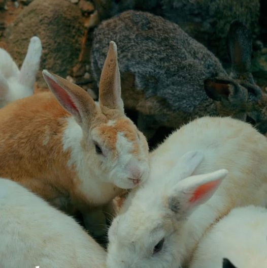 ไปทำบุญที่วัด แล้วให้อาหารน้องกระต่ายกัน 🐰🙏🏻