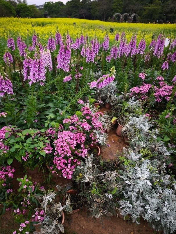 花海