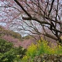 桑田山の雪割桜