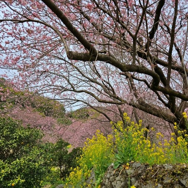 桑田山の雪割桜