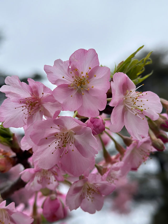 Early Sakura Blooms: Where to Catch Japan’s First Cherry Blossoms!