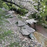 ～扇町公園～櫻花時光～