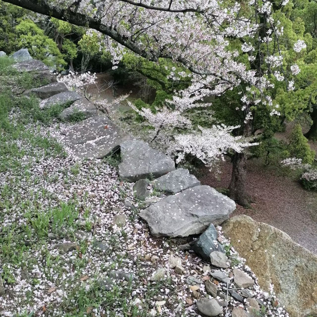 ～扇町公園～櫻花時光～