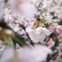 武漢中山公園~櫻花魅影