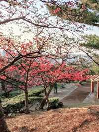 🌸 **森川公園櫻花觀賞遊覽分享** 🌸