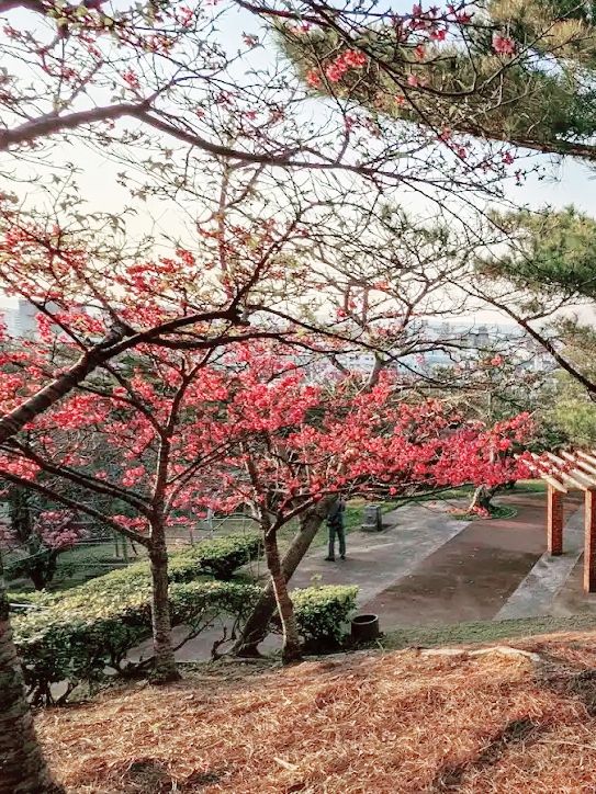 🌸 **森川公園櫻花觀賞遊覽分享** 🌸
