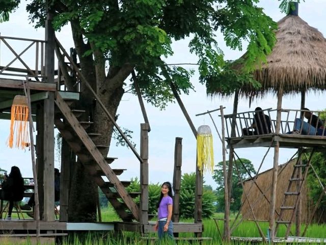 คาเฟ่กลางทุ่งข้าว 🌾..จ.พิษณุโลก 