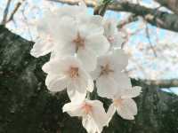 🌸 **大阪櫻井公園櫻花觀賞遊覽分享** 🌸