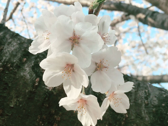 🌸 **大阪櫻井公園櫻花觀賞遊覽分享** 🌸