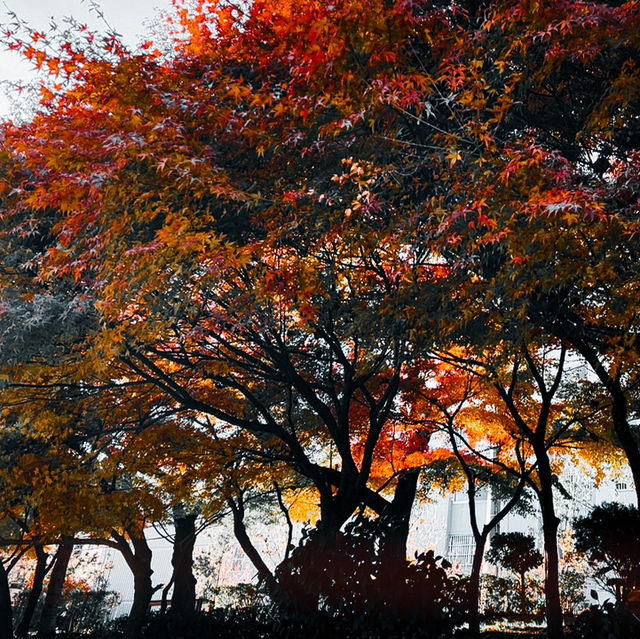 🇰🇷韓國釜山東萊