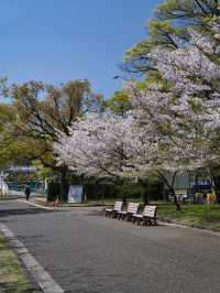 【広島】行かなきゃ損‼️桜と城のコラボが美しすぎ✨