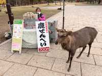 The Free Roaming Deer at Nara Park