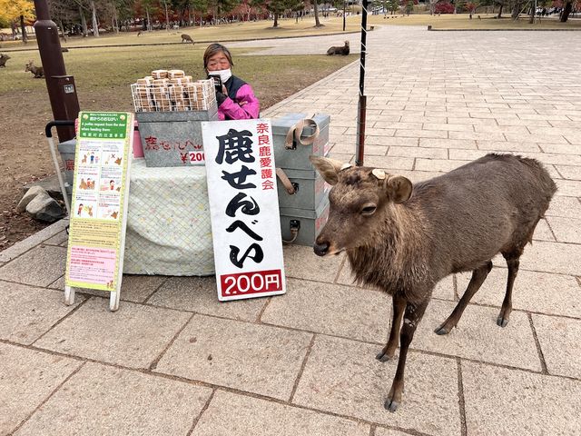 The Free Roaming Deer at Nara Park