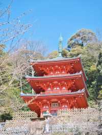 【岐阜】桜と岐阜城のコラボが最高！護國神社で歴史を感じるお花見！