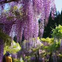 Chasing Wisteria at Tonose Fujinosato in Akita