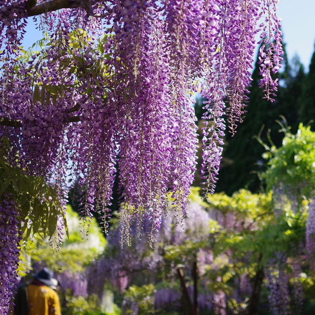 Chasing Wisteria at Tonose Fujinosato in Akita