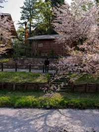 川越 新河岸川の桜 🌸🎐春の川越が一層美しくなる瞬間