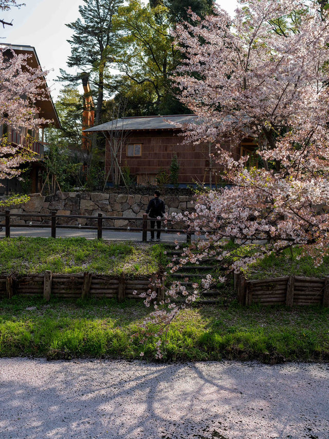 川越 新河岸川の桜 🌸🎐春の川越が一層美しくなる瞬間