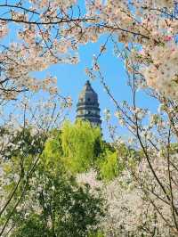Cherry Blossoms at Tiger Hill- A Classical Chinese Sakura Experience