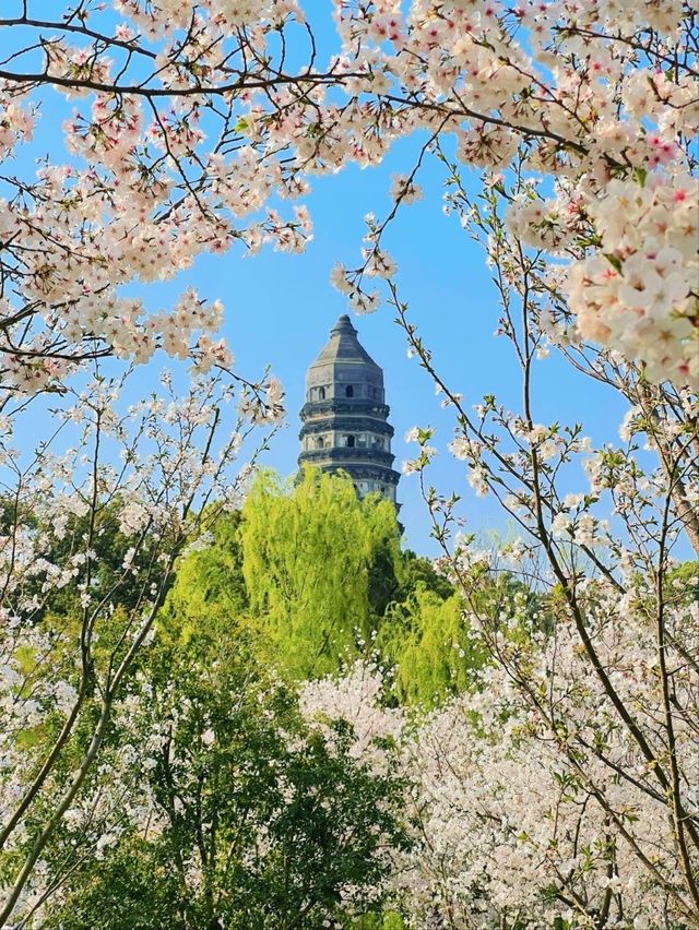 Cherry Blossoms at Tiger Hill- A Classical Chinese Sakura Experience