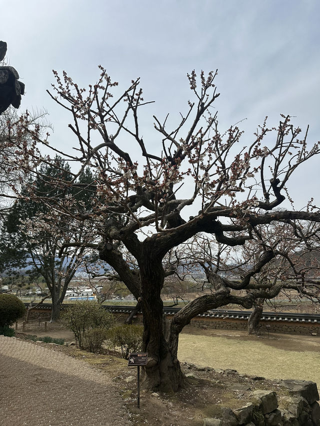 아름다운 자연풍경으로 둘러싸인 ‘밀양 금시당’