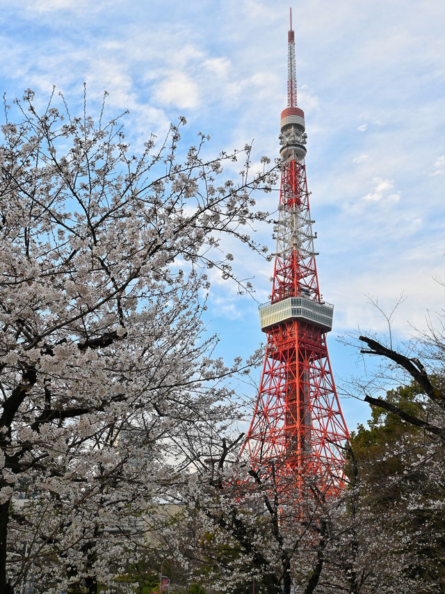 東京賞櫻攻略：中目黑、澀谷、中野、芝公園，一次蒐集所有粉嫩美景！🌸