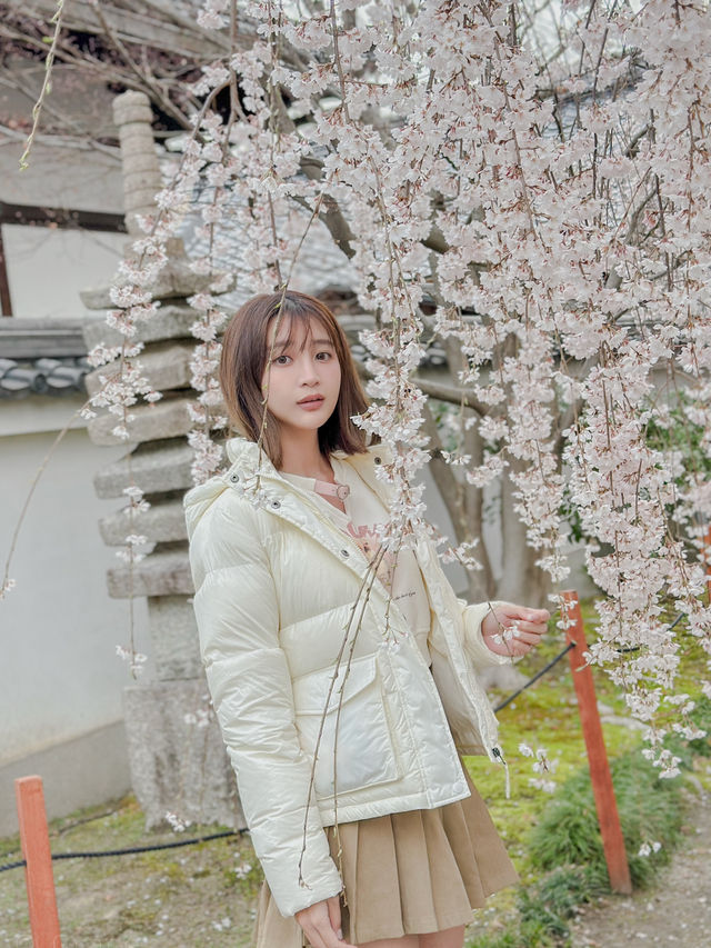 京都櫻花景點！本滿寺
