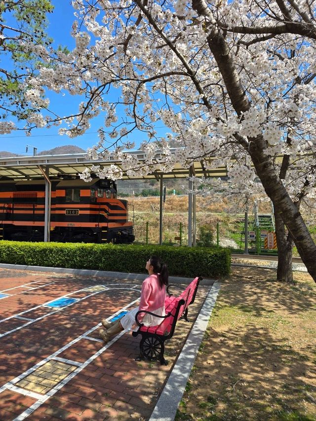 청도 레트로 마을의 낭만적 벚꽃여행🌸