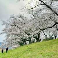 櫻花仙境～真駒內公園  